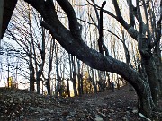 16 Sul sentiero 571 nella splendida faggeta